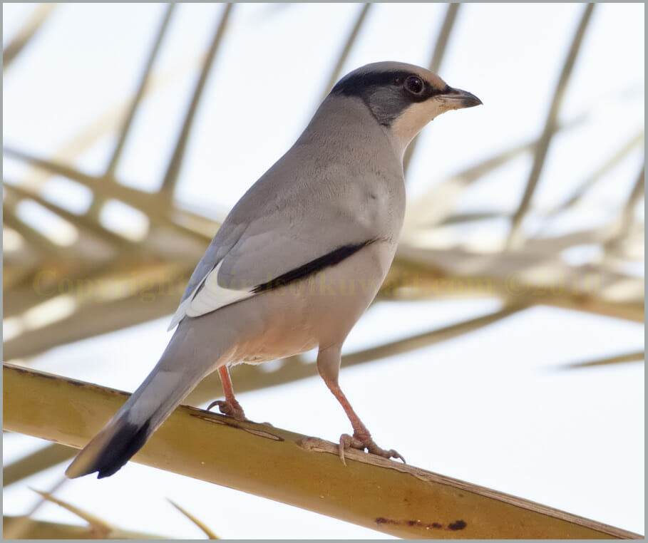 Hypocolius perched on a leaf of a palm tree