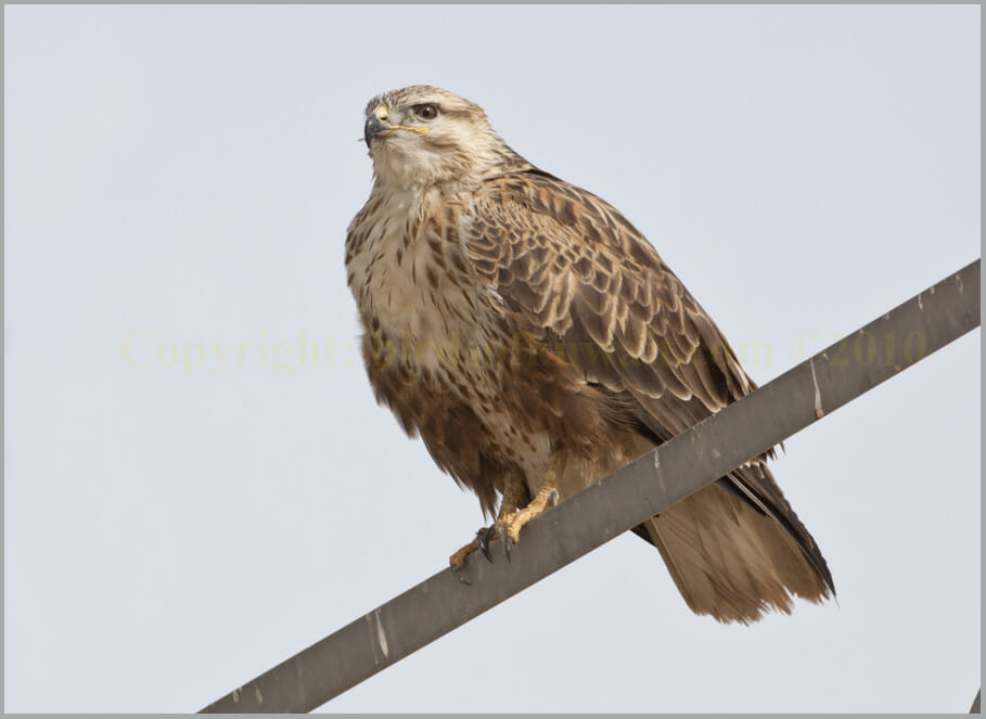 Long-legged Buzzard Buteo rufinus Long-legged Buzzard Buteo rufinus