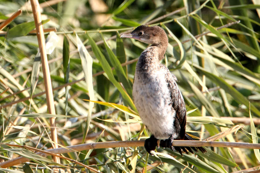 Pygmy Cormorant perched on reed stem