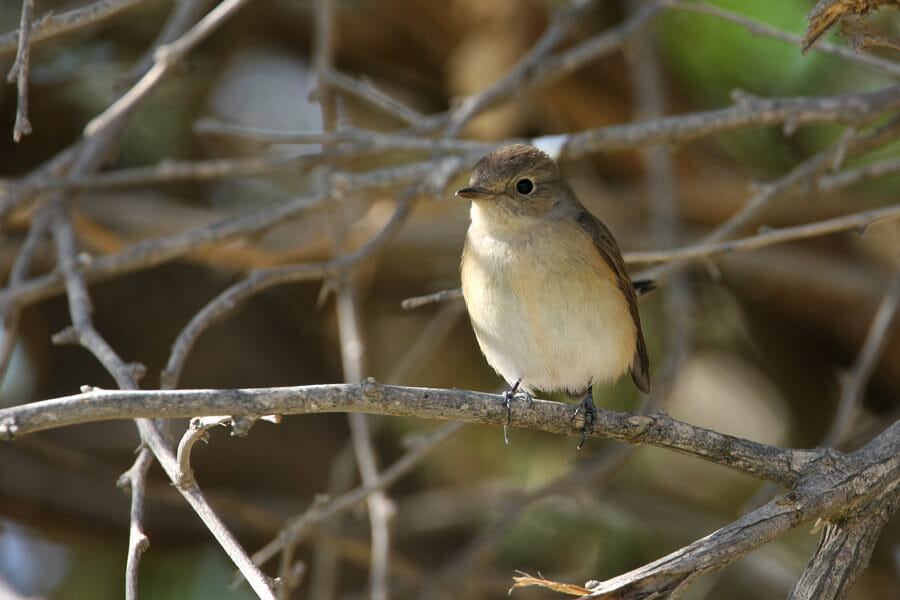 Red-breasted Flycatcher perched on a branch of a tree