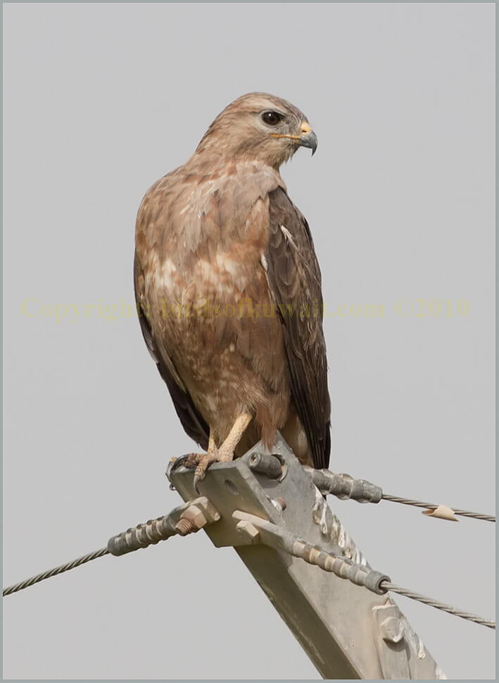Steppe Buzzard Buteo buteo vulpinus Steppe Buzzard Buteo buteo vulpinus
