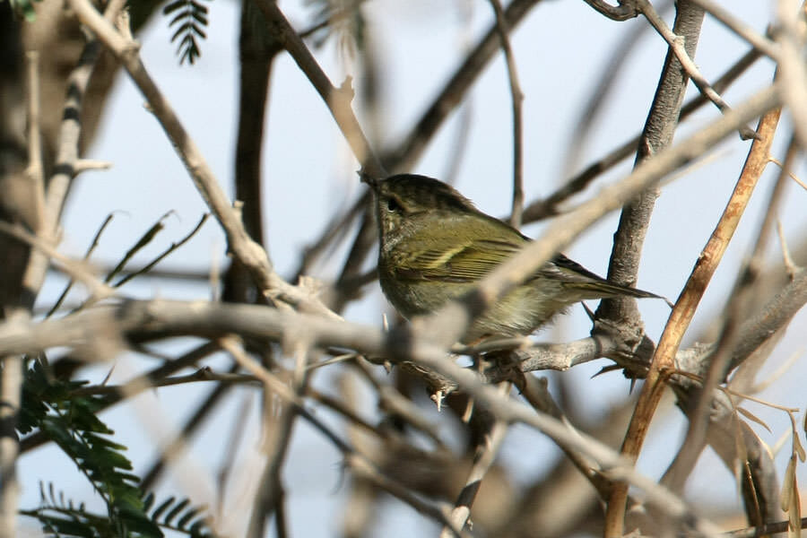 Yellow-browed Warbler in a tree