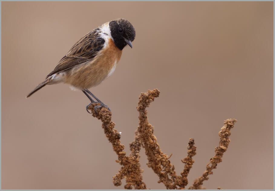 European Stonechat Saxicola rubicola