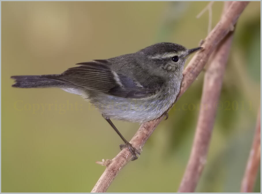 Hume's Leaf Warbler Phylloscopus humei Hume's Leaf Warbler Phylloscopus humei