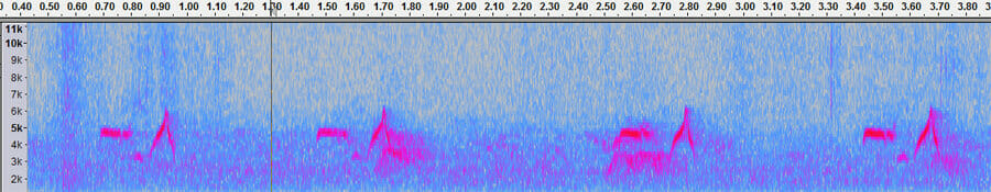 Hume's Leaf Warbler Phylloscopus humei call Hume's Leaf Warbler Phylloscopus humei call