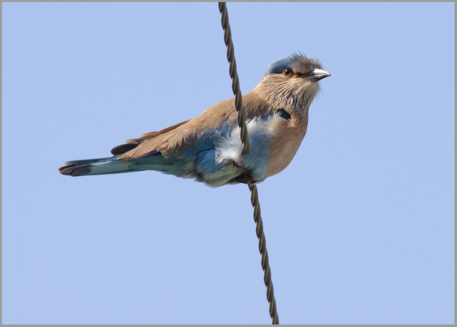 Indian Roller Coracias benghalensis