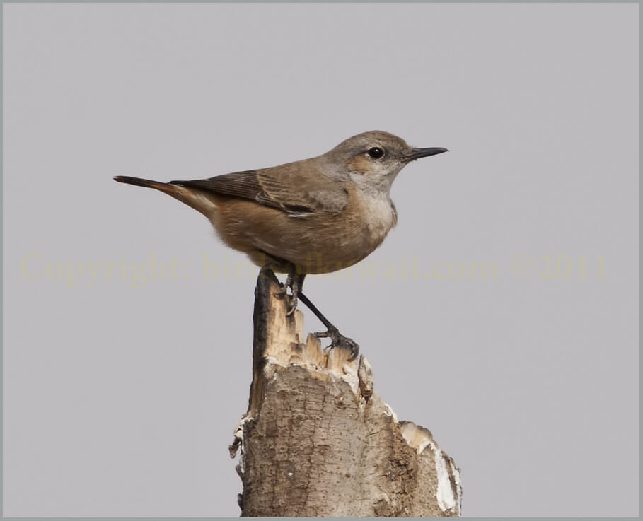 Kurdish Wheatear Oenanthe xanthoprymna