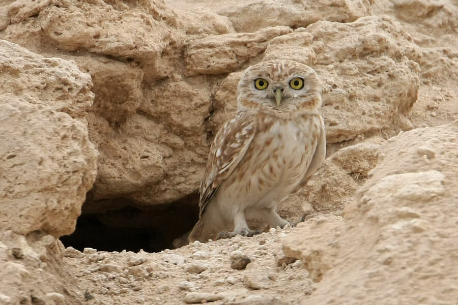 Little Owl Athene noctua lilith