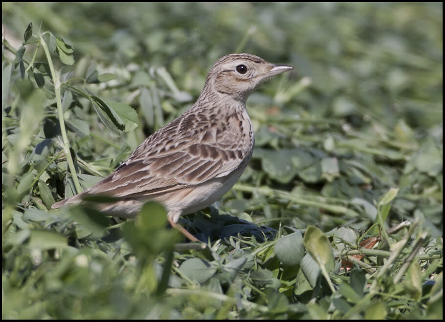 Oriental Skylark Alauda gulgula Oriental Skylark Alauda gulgula