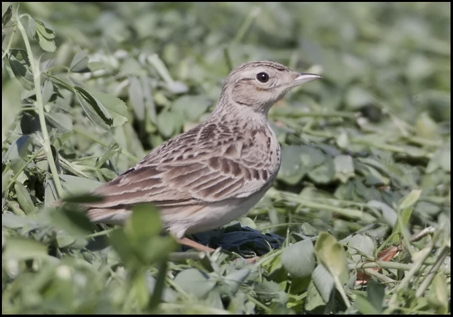Oriental Skylark Alauda gulgula Oriental Skylark Alauda gulgula
