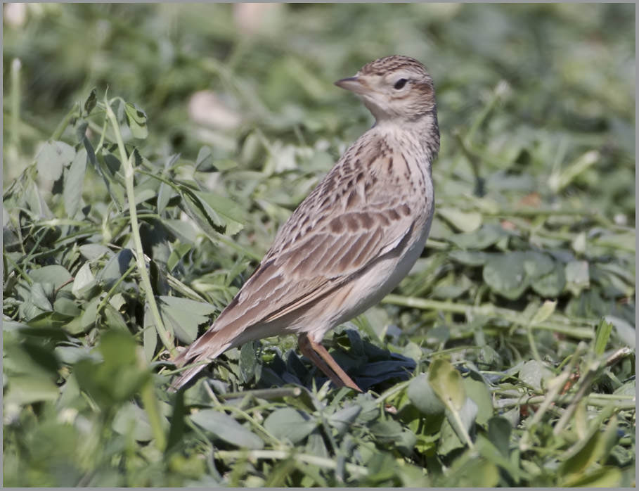 Oriental Skylark Alauda gulgula Oriental Skylark Alauda gulgula