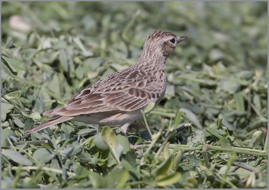 Oriental Skylark Alauda gulgula Oriental Skylark Alauda gulgula