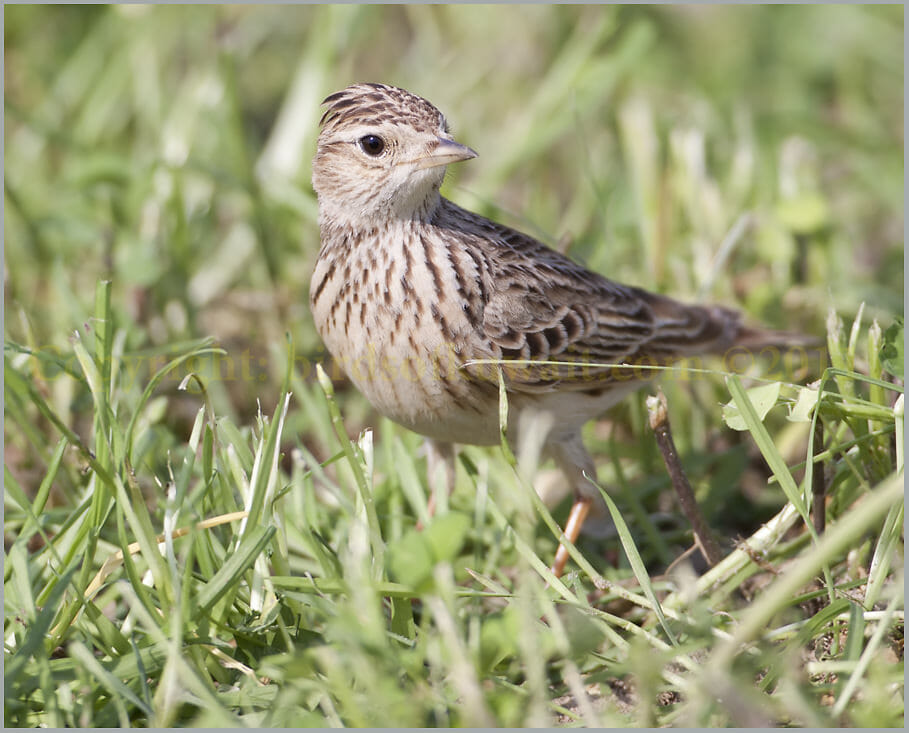 Oriental Skylark Alauda gulgula Oriental Skylark Alauda gulgula