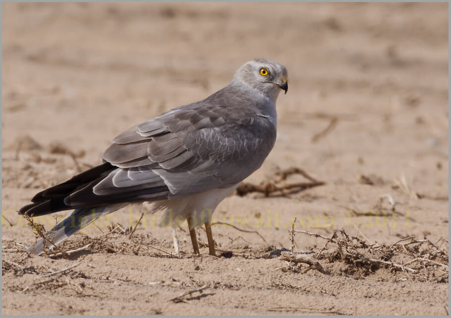 Pallid Harrier Circus macrourus Pallid Harrier Circus macrourus