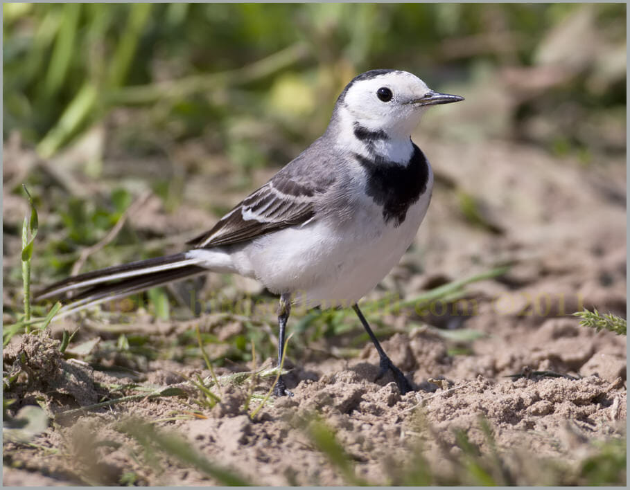 White Wagtail Motacilla alba White Wagtail Motacilla alba