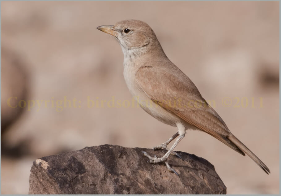 Desert Lark perched on a rock