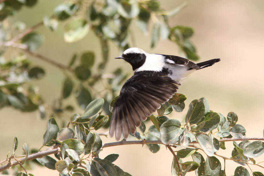 Eastern Black-eared Wheatear just took off