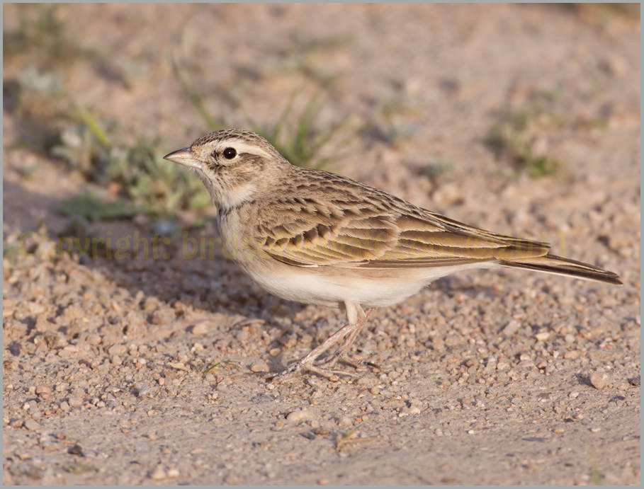 Greater Short-toed Lark Calandrella brachydactyla Greater Short-toed Lark Calandrella brachydactyla