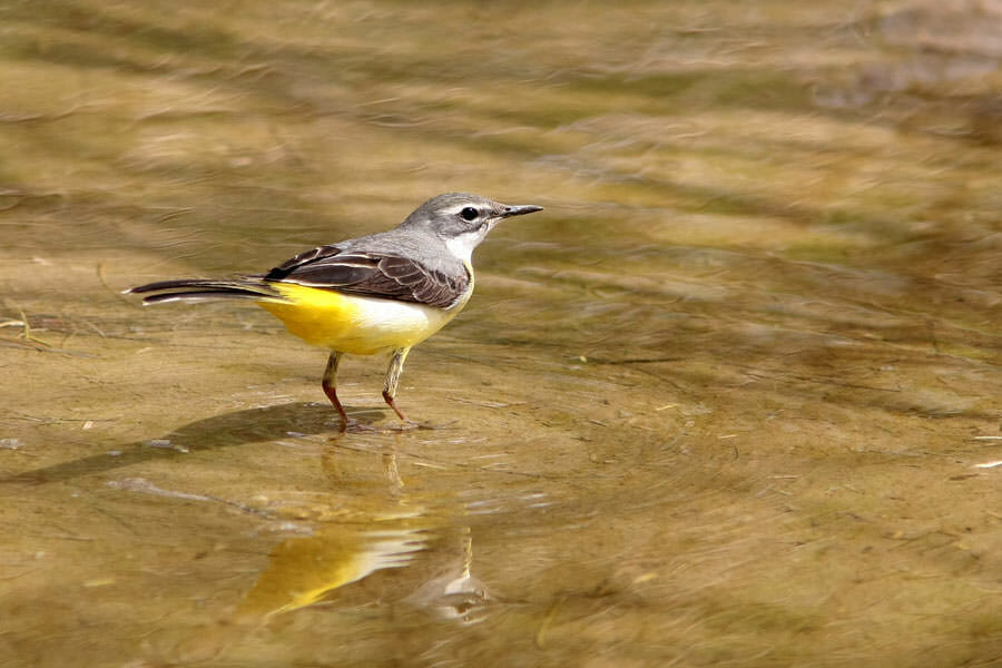 Grey Wagtail standing in water