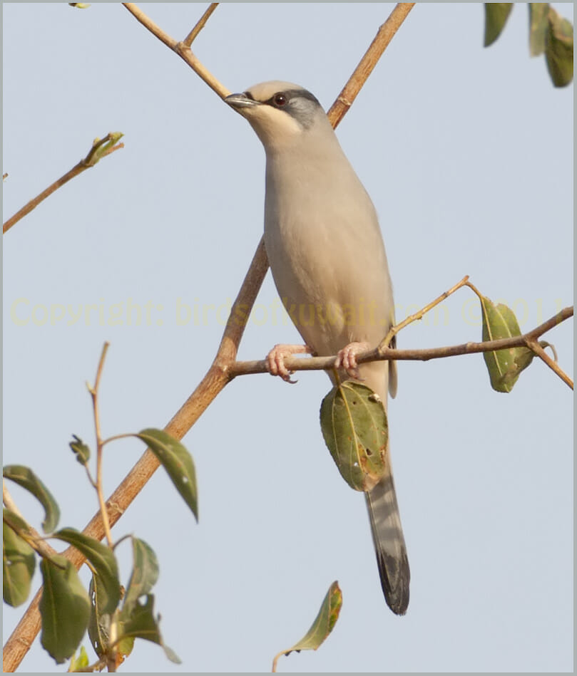 Hypocolius Hypocolius ampelinus male Hypocolius Hypocolius ampelinus male