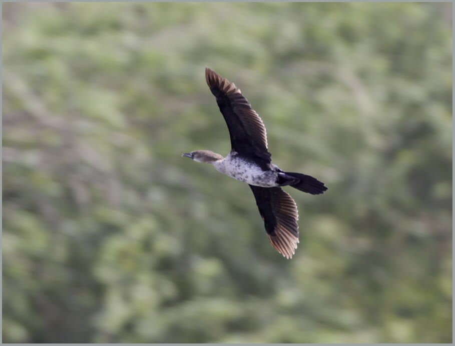 Pygmy Cormorant Phalacrocorax pygmeus Pygmy Cormorant Phalacrocorax pygmeus