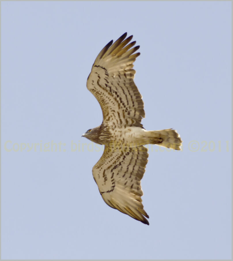Short-toed Snake Eagle Circaetus gallicus