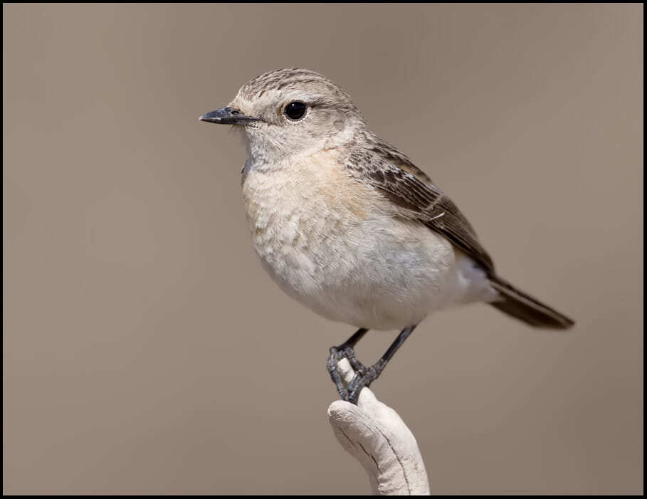 Siberian Stonechat Saxicola maurus Siberian Stonechat Saxicola maurus