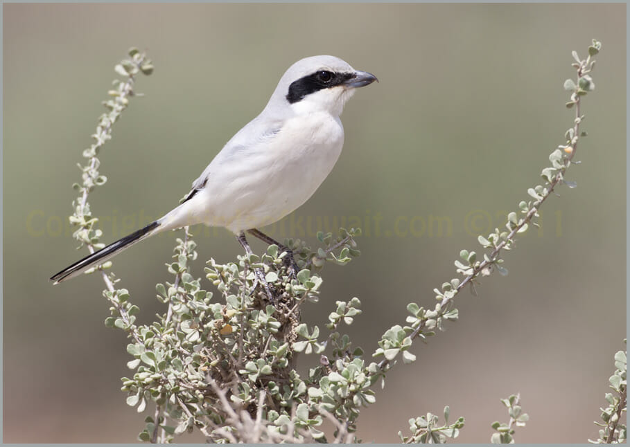Steppe Grey Shrike Lanius (meridionalis) pallidirostris Steppe Grey Shrike Lanius (meridionalis) pallidirostris