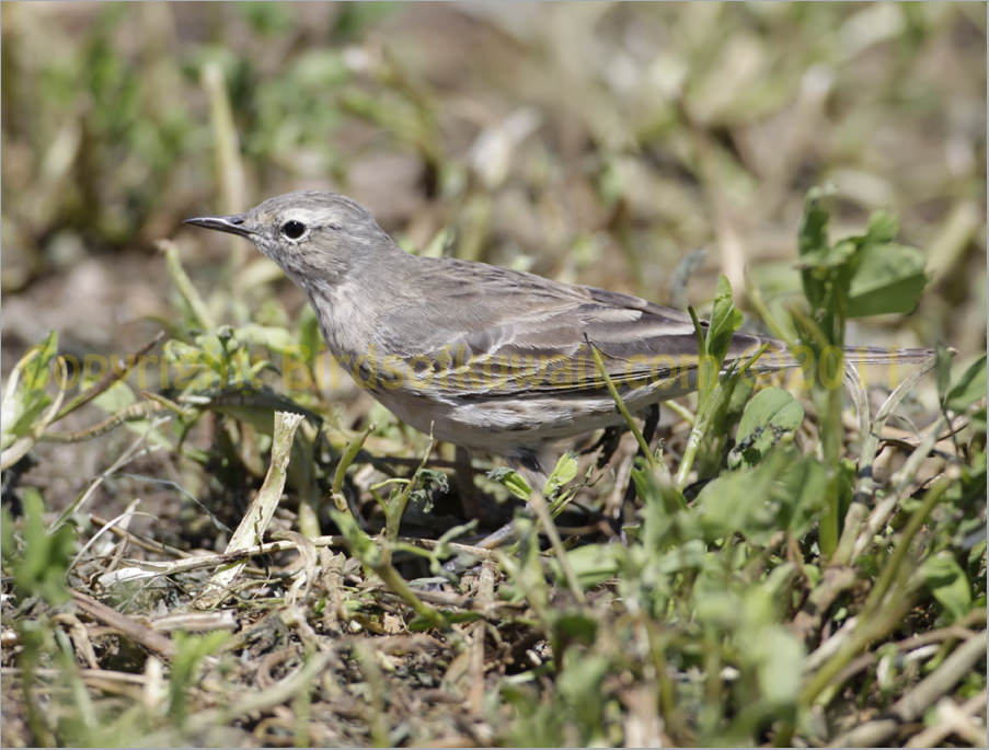 Water Pipit Anthus spinoletta Water Pipit Anthus spinoletta