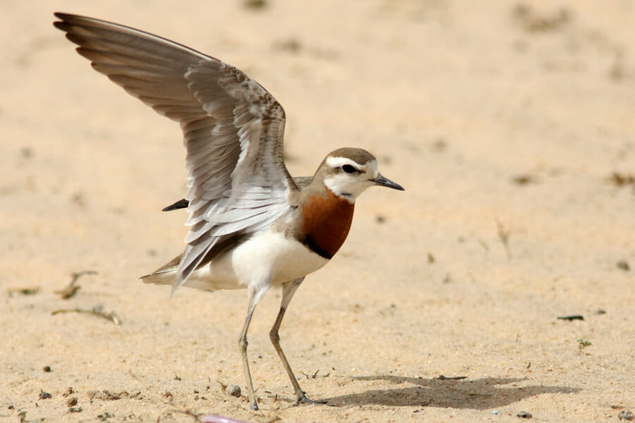 Caspian Plover raising its wings