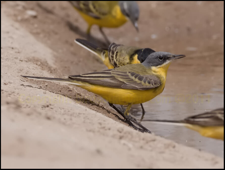 Grey-headed Wagtail Motacilla (flava) thunbergi Grey-headed Wagtail Motacilla (flava) thunbergi