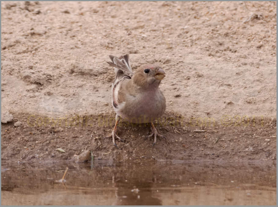 Mongolian Finch Bucanetes mongolicus Mongolian Finch Bucanetes mongolicus