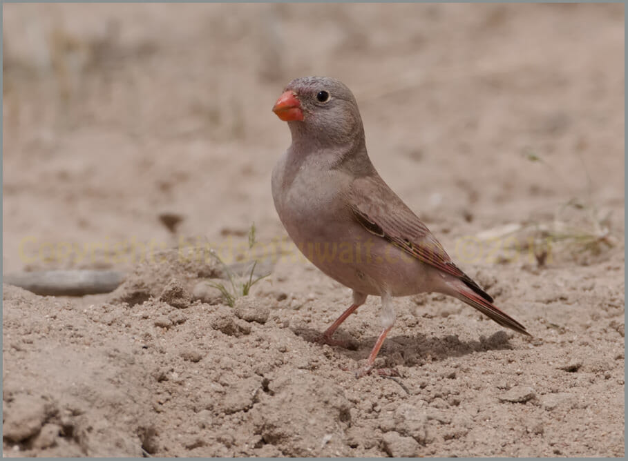 Trumpeter Finch Bucanetes githagineus Trumpeter Finch Bucanetes githagineus