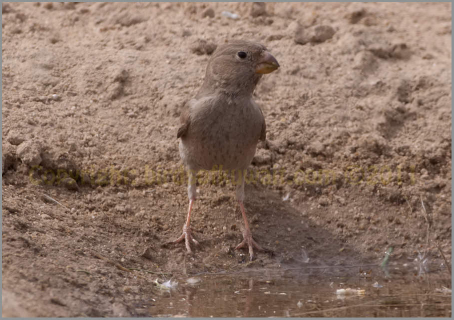 Trumpeter Finch Bucanetes githagineus Trumpeter Finch Bucanetes githagineus