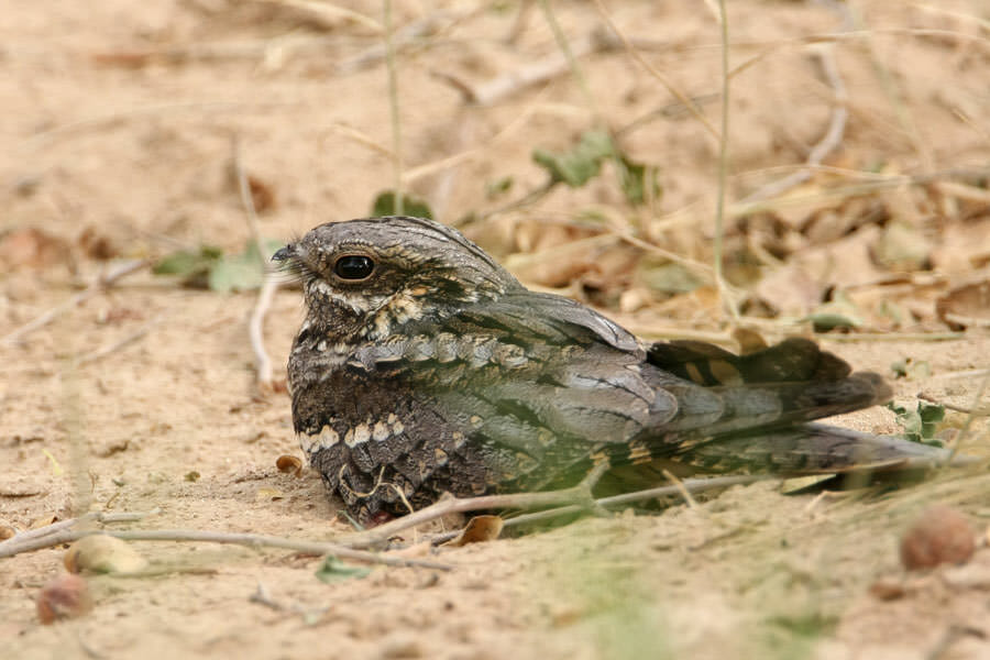 European Nightjar sitting on the ground