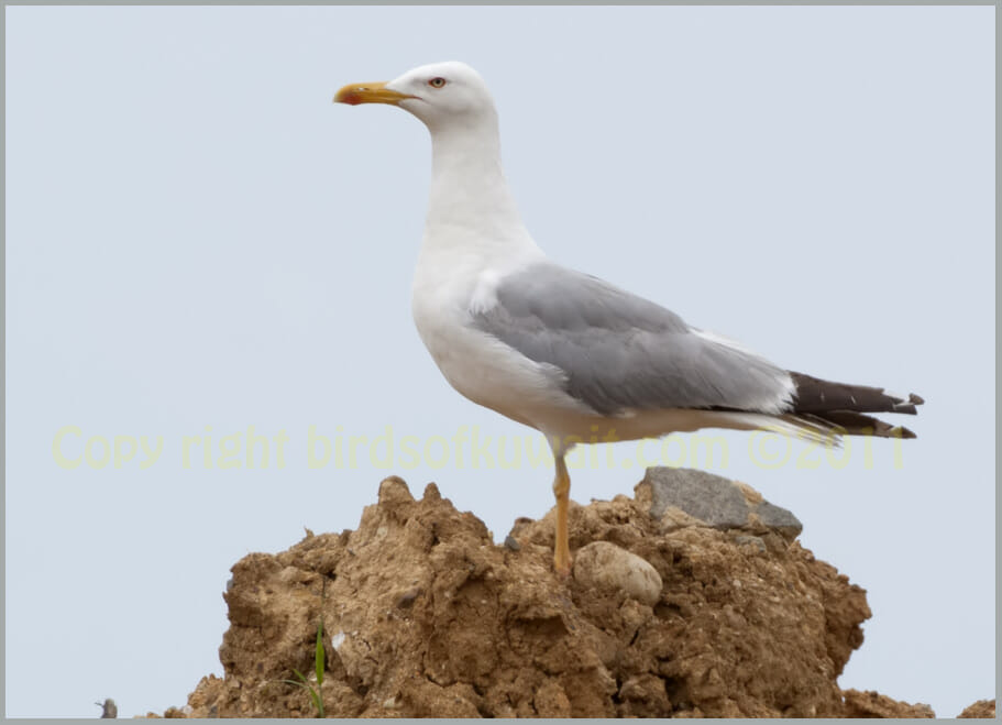 Yellow-legged Gull perched on a mound