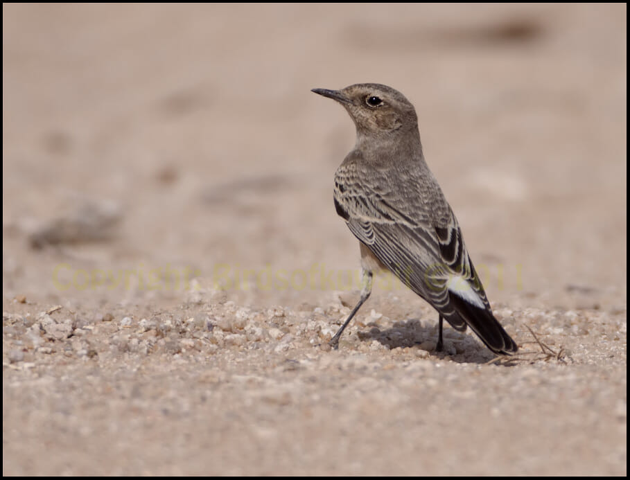 Pied Wheatear Oenanthe pleschanka Pied Wheatear standing on the ground