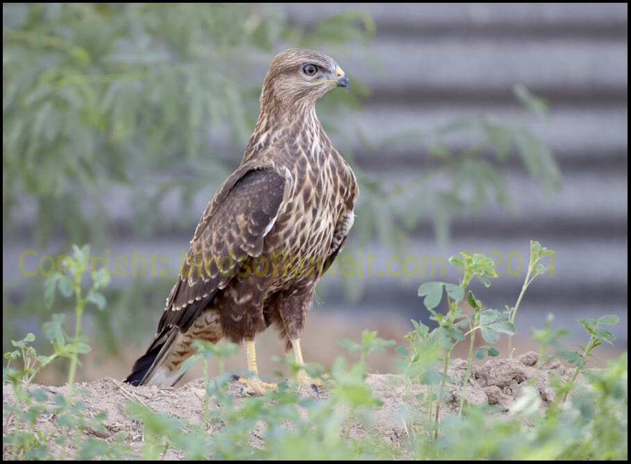 Common Buzzard standing on the ground