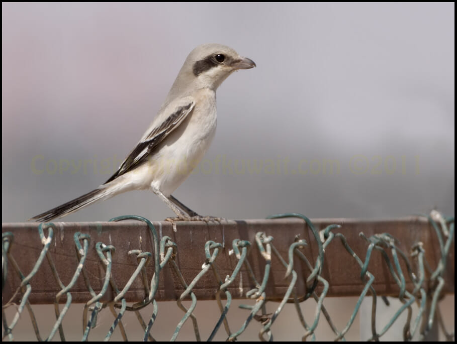 Mauryan Grey Shrike Lanius lahotra palladirostris