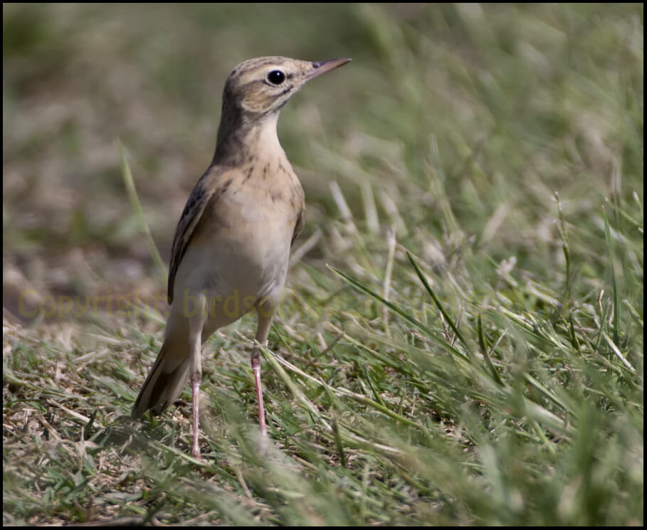 Tawny Pipit Anthus campestris