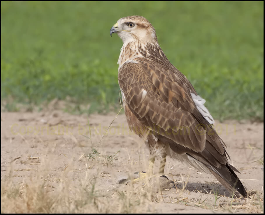 Long-legged Buzzard standing on the ground