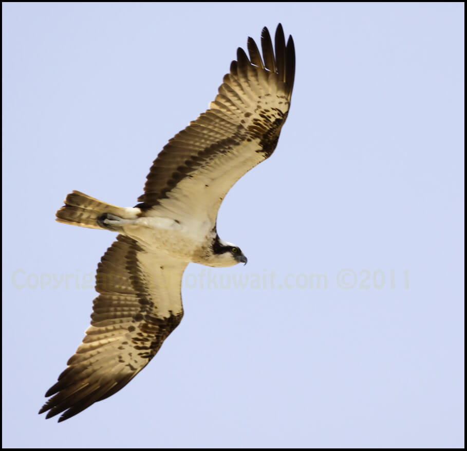 Western Osprey Pandion haliaetus Western Osprey in in flight