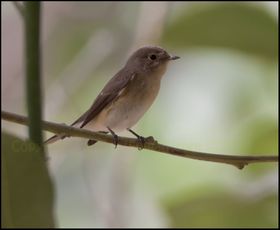Red-breasted Flycatcher Ficedula parva Red-breasted Flycatcher perched on a branch of a tree
