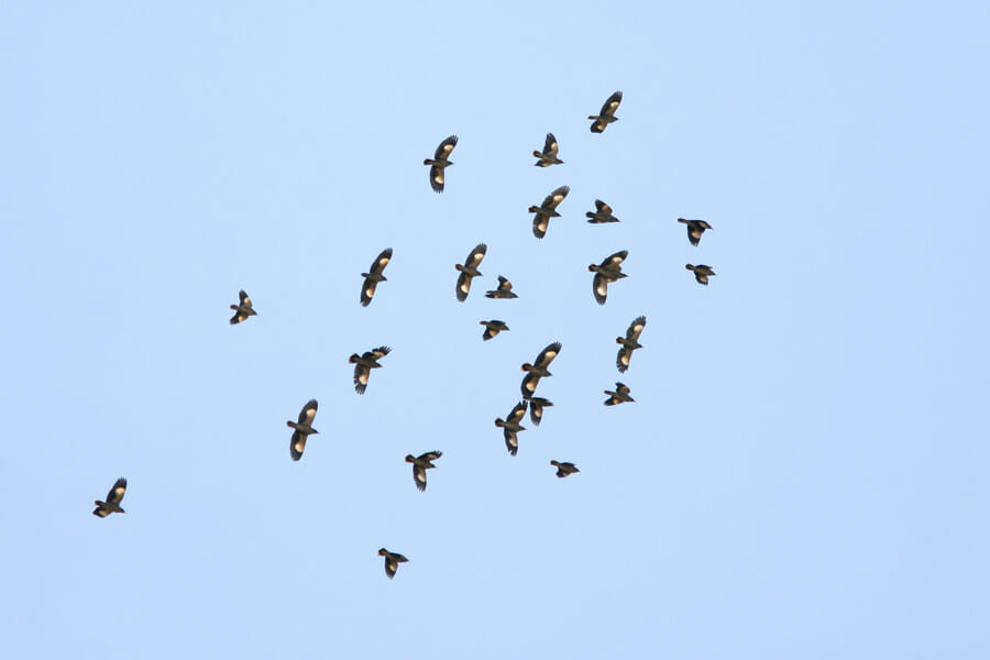 25 Bank Mynas in flight