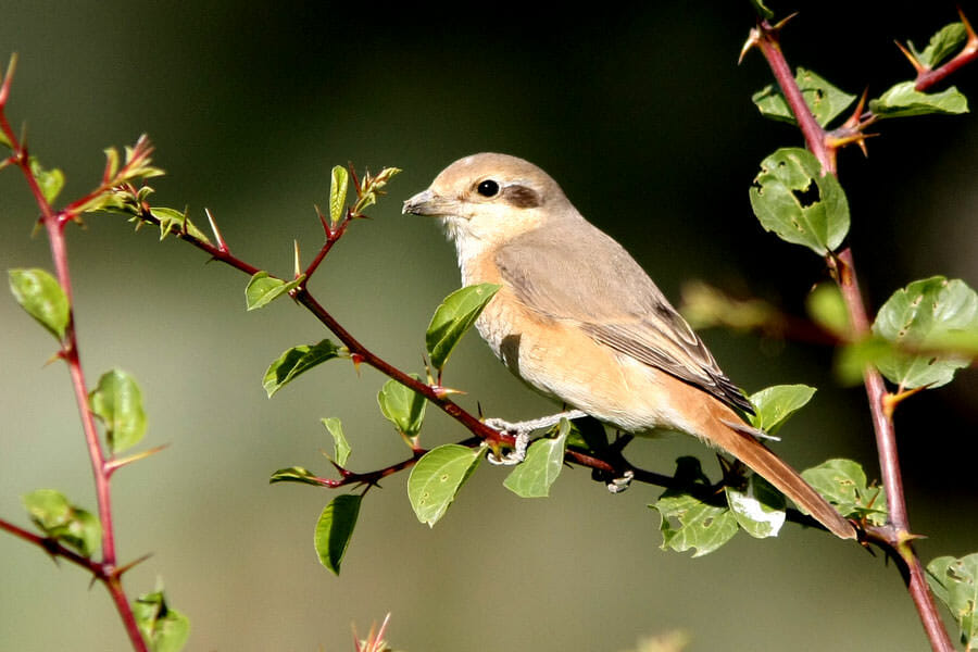 Daurian Shrike perched on a branch of a tree