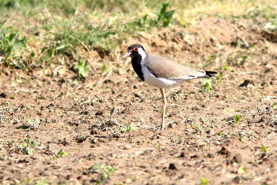 Red-wattled Lapwing standing on the ground