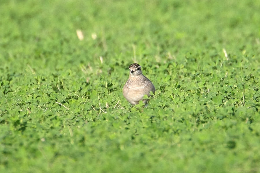 Eurasian Dotterel standing on the ground