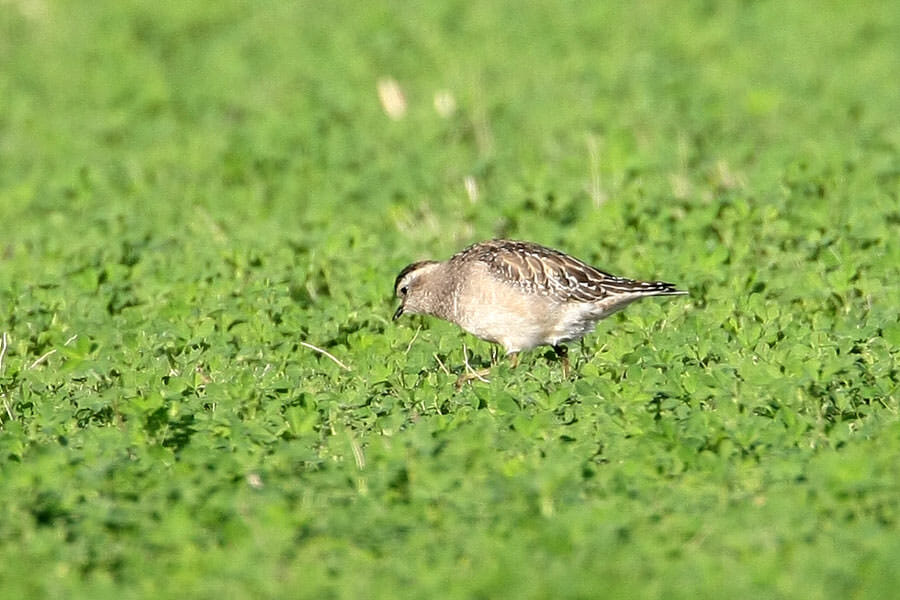 Eurasian Dotterel standing on the ground