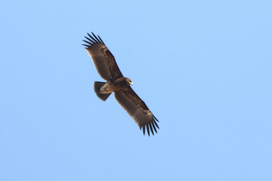 Greater Spotted Eagle in flight