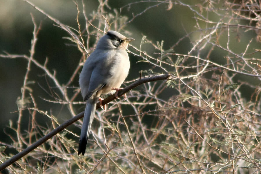 Hypocolius perched on a branch of a tree